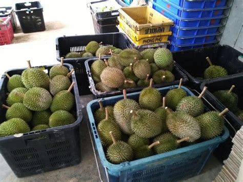 Durian Plantations in Johor: A Comprehensive Guide