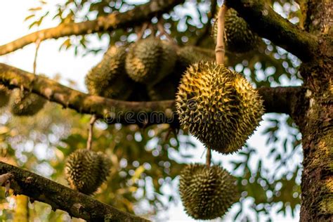 Durian Plantations in Johor: A Journey of Cultivating the King of Fruits