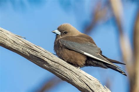 Dusky Reader