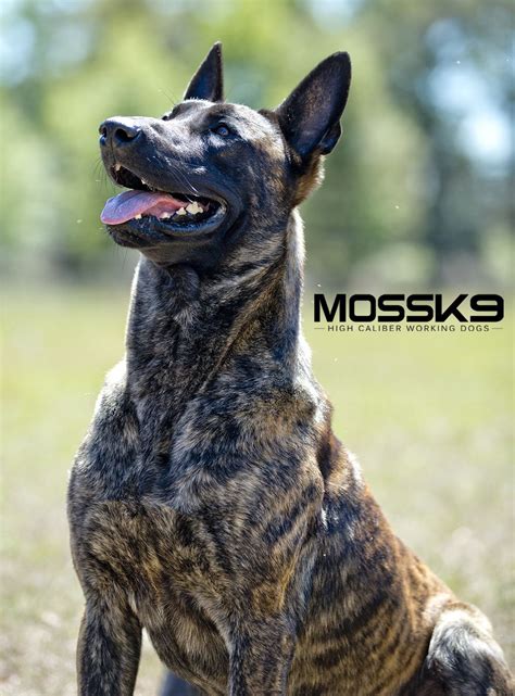 Dutch Malinois