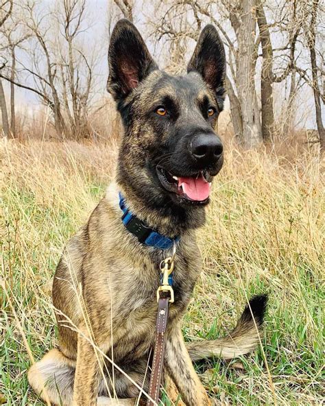 Dutch Shepherd Belgian Malinois mix