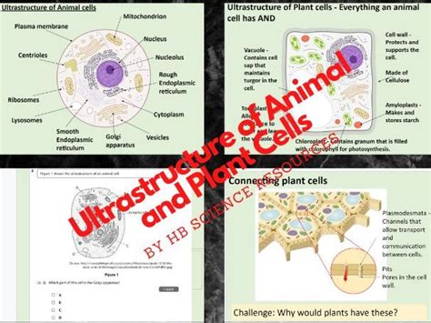 Dynamics of Cell Ultrastructure - State of the Art and Future Directions Doc