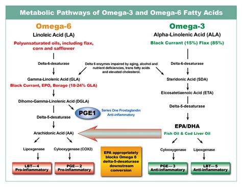 EMA-Lee: A Comprehensive Guide to the Essential Fatty Acid Metabolic Antigen-Lee Index