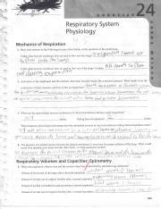 EXERCISE 24 RESPIRATORY SYSTEM PHYSIOLOGY ANSWERS Ebook Epub