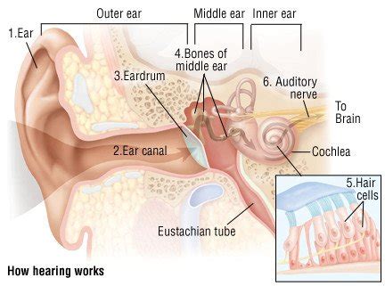 Ear Infection Causing Hearing Loss in Adults: A Guide to Treatment and Prevention