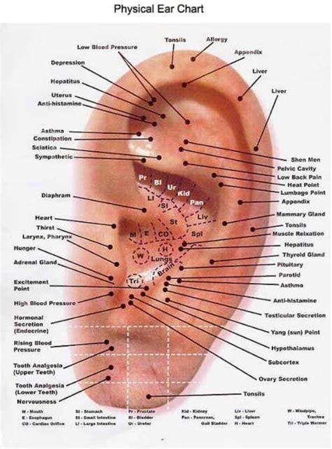 Ear Piercing Acupuncture Chart