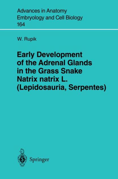 Early Development of the Adrenal Glands in Grass Snake Natrix natrix L. Epub