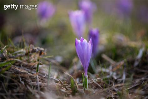 Early Spring (March-April):