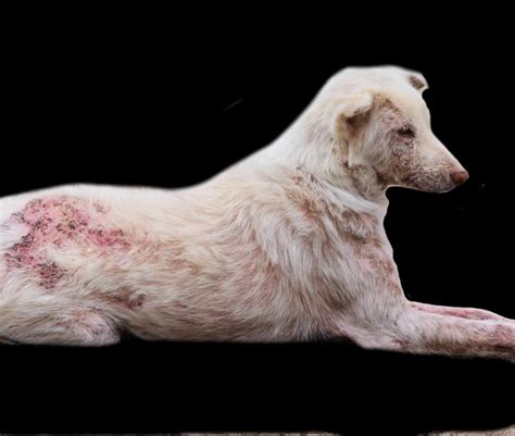 Early Stage Mange in Dogs: A Comprehensive Guide