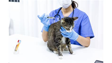 Earning a Veterinary Degree in Singapore: A Comprehensive Guide