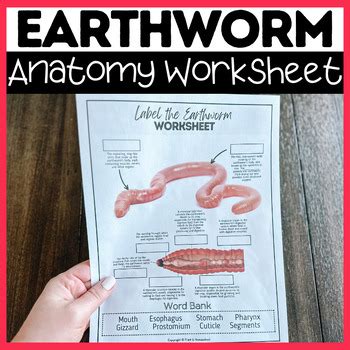 Earthworm Anatomy Answer Key Doc