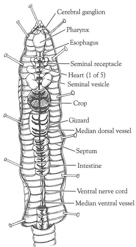 Earthworm Anatomy Sheet Answers Reader