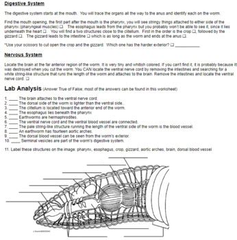 Earthworm Anatomy Worksheet Answers Doc