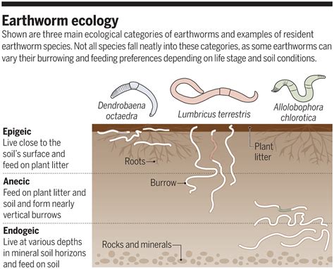 Earthworm Ecology and Environment Doc