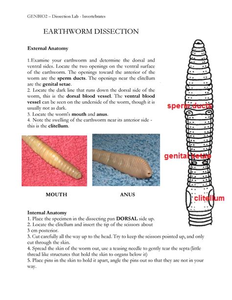 Earthworm Worksheet Answers PDF