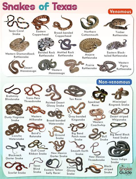 East Texas Snakes Identification Chart