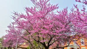 Eastern Redbud Tree Fertilizer: The Ultimate Guide to Feed Your Tree