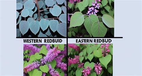 Eastern Redbud Tree Fertilizer: The Ultimate Guide to Nourishing and Thriving