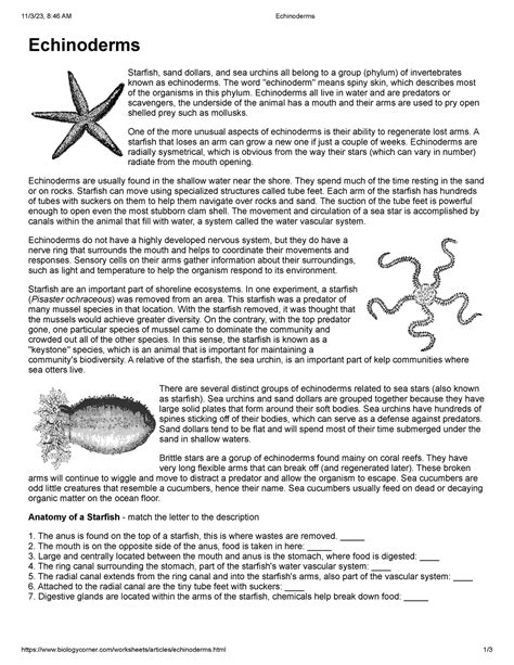 Echinoderms Answer Key PDF