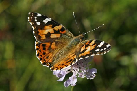 Ecological Significance of Monarch Butterflies