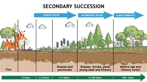 Ecological Succession Answers PDF