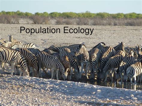 Ecology of Populations PDF
