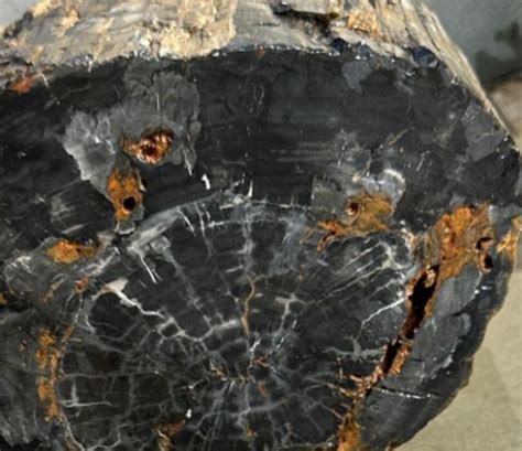 Economic Significance of Petrified Black Wood