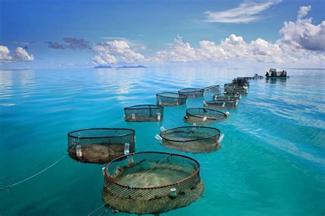 Economic in Fisheries Research Epub