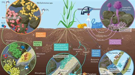 Ecosystem Growth: