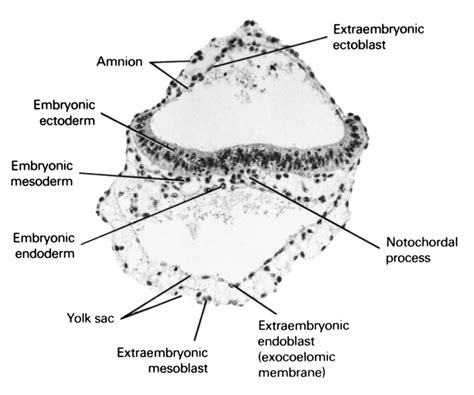 Ectoblasts: