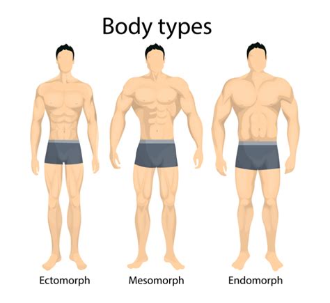 Ectomorphs