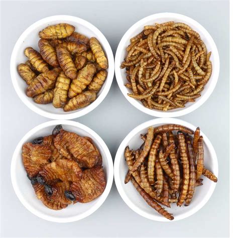 Edible insects: