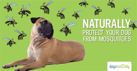 Effective Canine Fly Repellents: A Comprehensive Guide to Protecting Your Dog from Pesky Pests