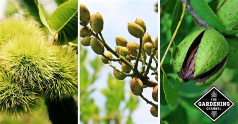 Effective Strategies for Growing Nut Bearing Trees