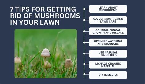 Effective Strategies for Optimizing Mushroom Crystal Growth