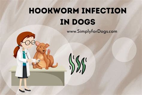 Effective Strategies for Preventing Hookworm Infection in Dogs