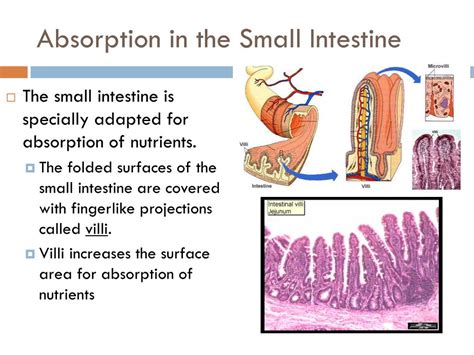 Efficient Nutrient Absorption: