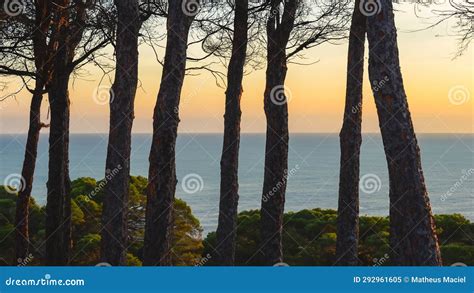 Effortless Access to Coastal Serenity: Coastal Pines Login