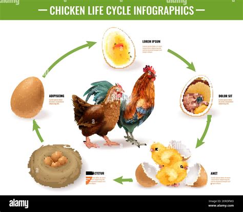 Egg-laying and Development: