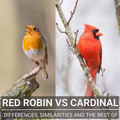 Egghead Robin: A Comprehensive Guide to the Curious Crimson Cardinal