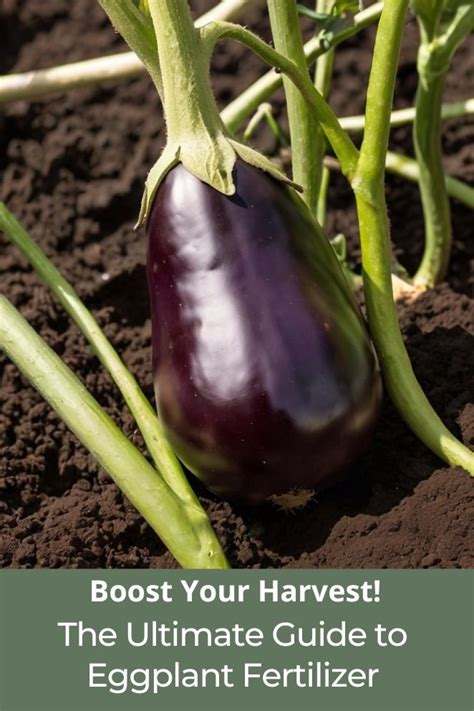 Eggplant Fertilizer: 5 Must-Know Tips to Boost Your Harvest