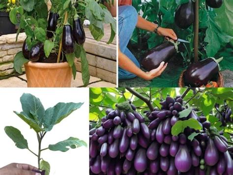 Eggplant Fertilizer: 7 Unbeatable Tips for Bountiful Harvests