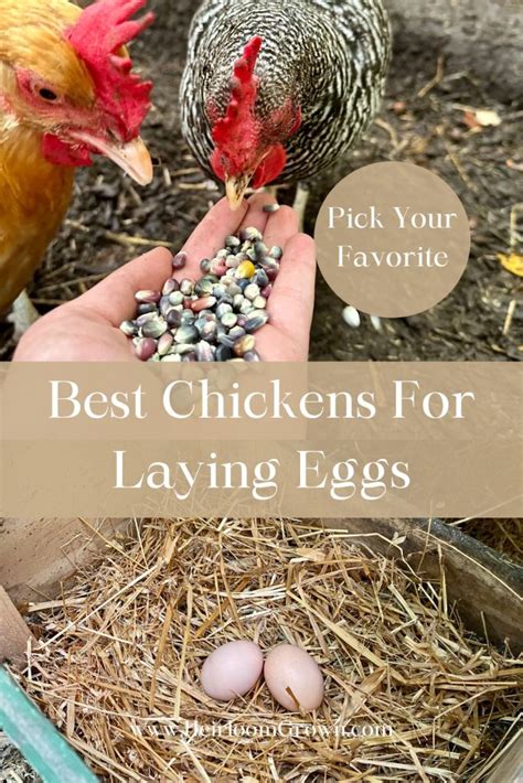 Eggs and Chickens In Least Space on Home-Grown Food Garden Way Bulletin A-17 Epub