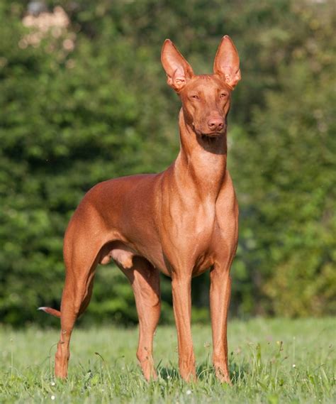 Egyptian Pharaoh Hound: The Noble Hound of the Nile