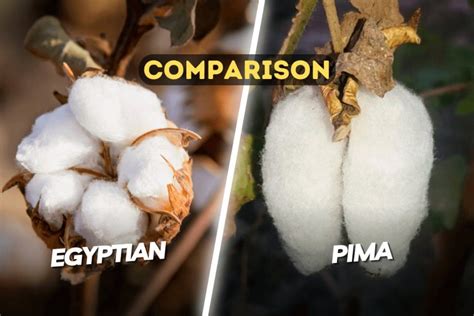 Egyptian and Pima Cotton: