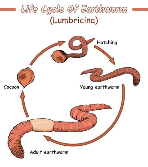 El Ciclo De Vida De La Lombriz De Tierra the Earthworm s Life Cycle Ciclo De Vida The Life Cycle Spanish Edition PDF