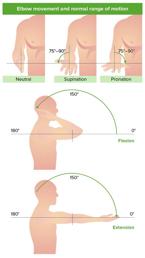 Elbow Circumference Range: Exploring Normal Values and Considerations