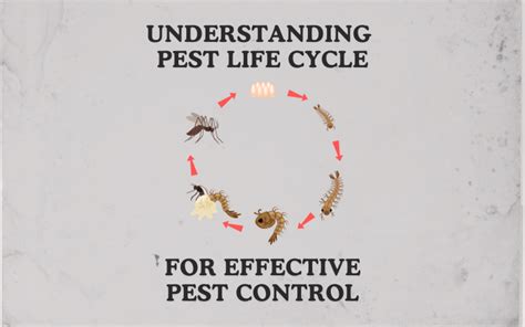 Electronic Pest Control: Why It Matters