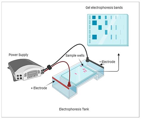 Electrophoresis Doc