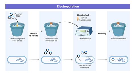 Electroporation Protocols for Microorganisms 1st Edition Epub